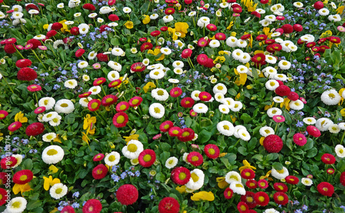 Der Frühling ist da! - bunte Frühlingspflanzen in der Gärtnerei - Spring is here! - small pot flowers in gaudy colours