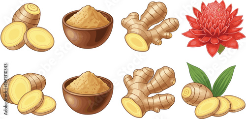 Premium Ginger Vector Collection Featuring Ground Ginger Powder in Bowls Fresh Rhizome Slices Torch Ginger Flower and Green Leaves for Culinary Healthy Lifestyle
