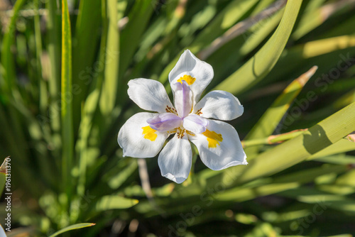 white spring flowers