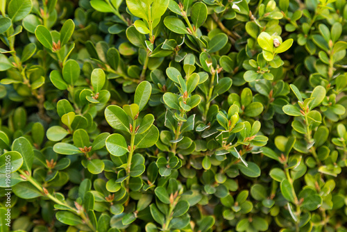 green leaves background