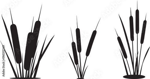 Black silhouette cattails and grass on white background