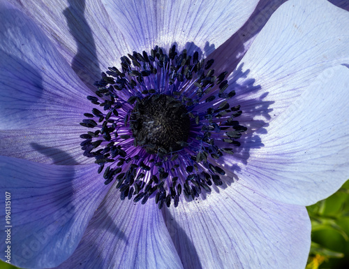 une fleur en gros plan au printemps dans un jardin de Paris en France