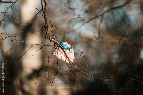 The image features a piece of suet (fat) carefully tied to a tree branch with a blue ribbon—a small but significant gift for birds during the cold winter months. The soft background and bare branches 