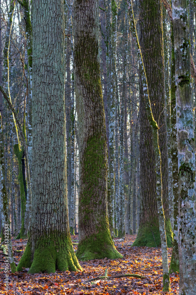 Fototapeta premium Sunlight illuminating mossy tree trunks in autumn forest