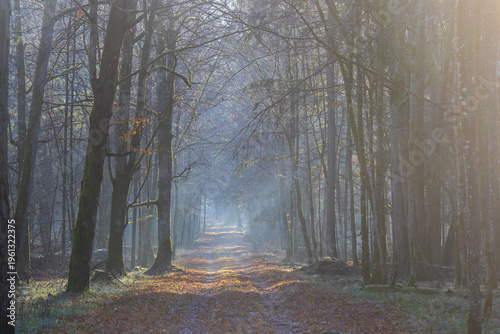 Forest path with morning fog and sun rays
