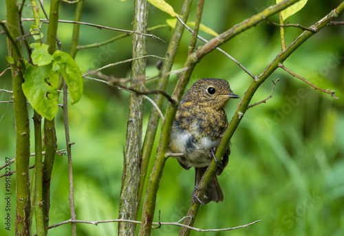 European robin fledgling perching on tree branch in forest
