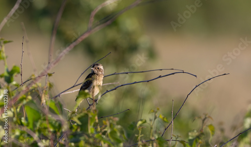 European stonechat juvenile bird perched on branch