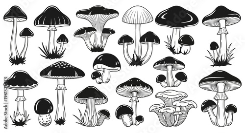 Assorted wild mushrooms shown in detailed black and white line drawings.