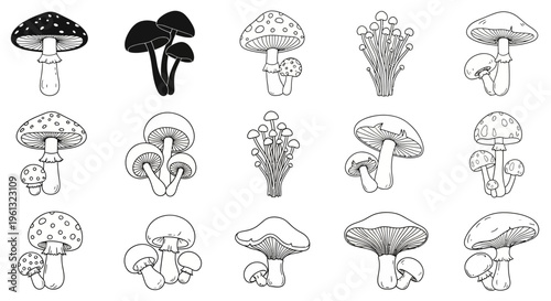 Grouped outlines of different mushroom varieties shown in a clean.