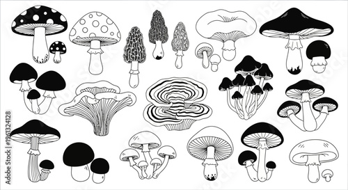 Large set of fungi drawings displays different shapes including oyster.