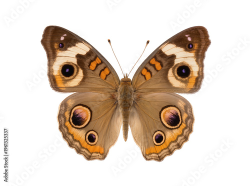 Fotografía Isolated common buckeye butterfly (Junonia coenia) with open wings, dorsal view, studio shot