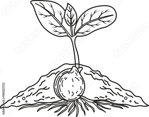 Seedling Growth Line Art, Minimalist Botanical Vector Illustration