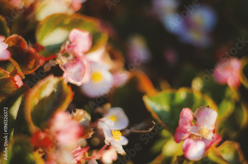 Street pink flowers in the rays of the morning sun