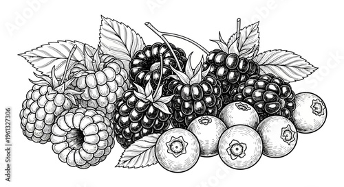 A black and white illustration of various berries.