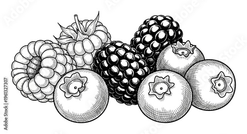 A black and white illustration of various berries.