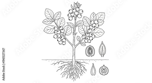 Detailed illustration of a plant with roots and berries.