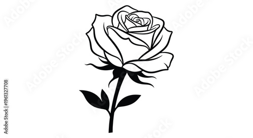 Detailed rose bloom illustration with a striking black silhouette