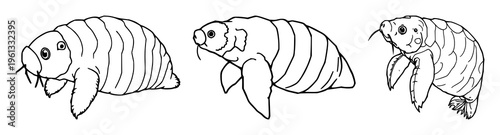 Tardigrade set with fine line art illustrating microscopic water bear featuring biology, detail, illustration with isolated and white background