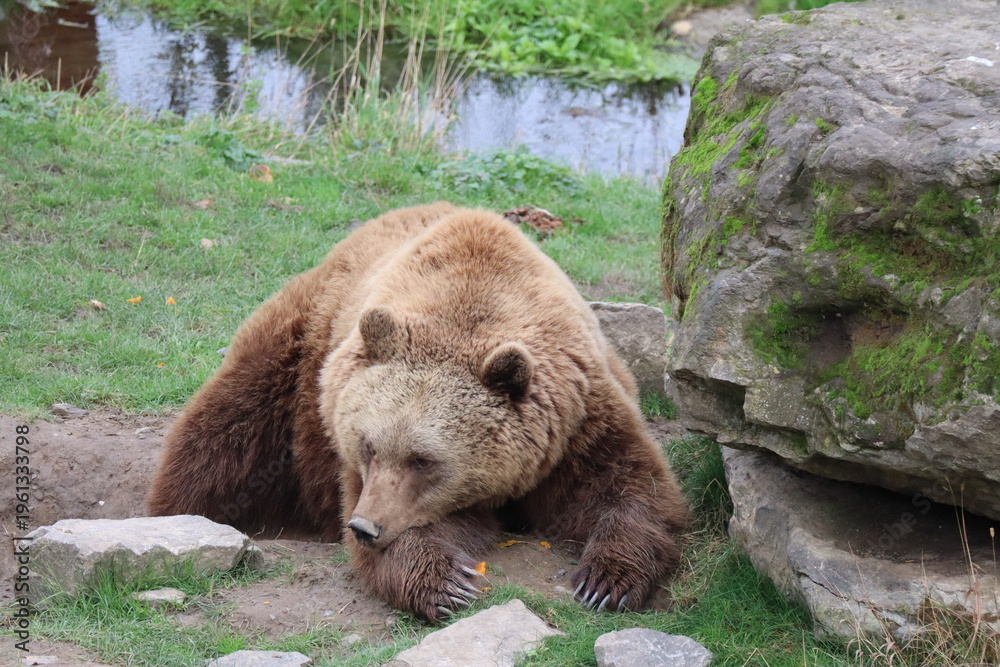 Fototapeta premium The resting brown bear