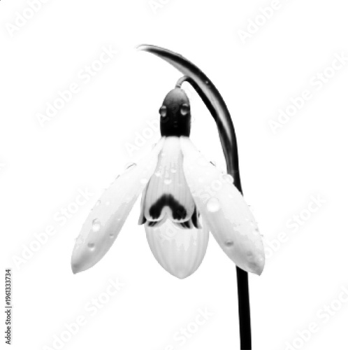 Halftone Bird of Paradise Flower Black and White Exotic Floral Vector Illustration