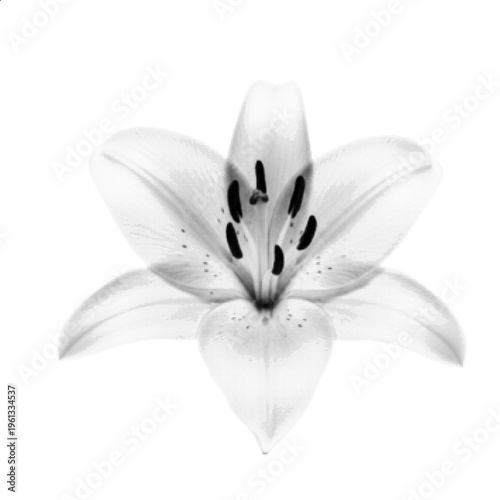 Halftone Lily Flower Close-Up Black and White Floral Botanical Illustration