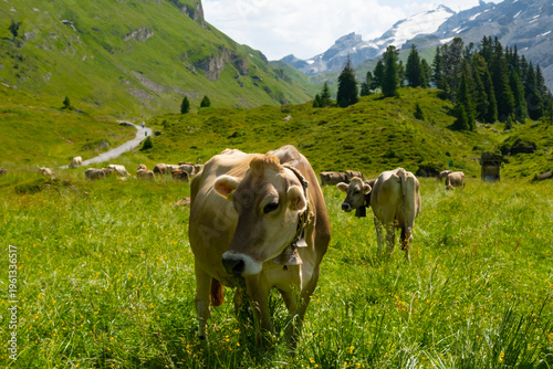 Cows graze in a green meadow surrounded by mountains and trees in Switzerland. The scene captures the natural landscape and livestock activity during daytime.