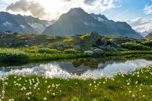 Scenic view of Swiss mountains reflecting in a clear pond surrounded by green grass and white flowers under bright sunlight. The scene captures the essence of nature in summer.