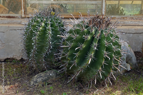 Wallpaper Mural ferocactus barrel cactus plant with big thorns areoles cluster spines Torontodigital.ca