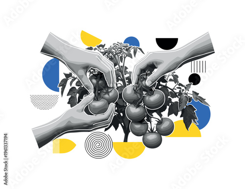tomato harvest collection with abstract semicircles circles and graphic blocks, black and white hands picking ripe tomatoes from a garden plant with white