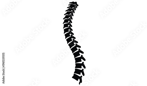 Silhouette of a human spine detailed anatomical illustration in black on white background