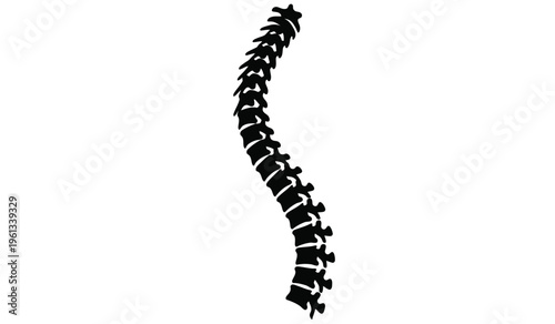 Silhouette of a human spine a medical illustration of the backbone