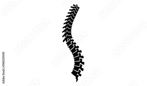 Silhouette of a human spine on a white background detailed medical illustration