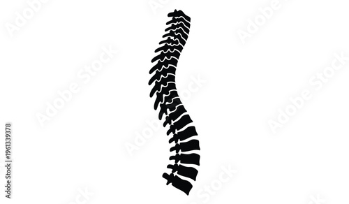 Silhouette of a human spine on a white background detailed anatomical illustration