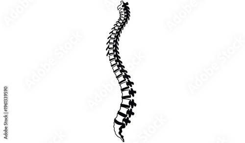 A silhouette image of a human spine against a white background showcasing the skeletal structure