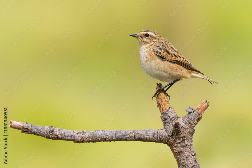 Obraz premium Whinchat is on a branch