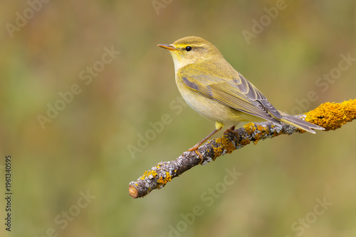 Willow Warbler on a branch