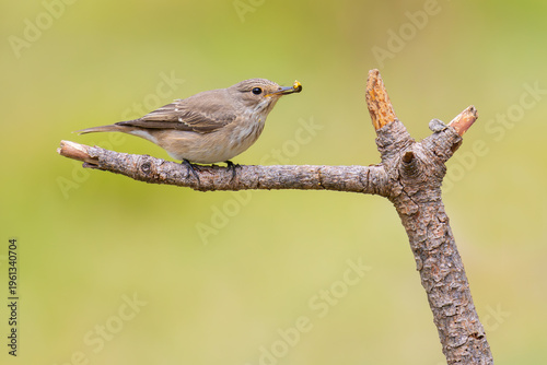 Tableau sur toile Spotted Flycatcher on a branch