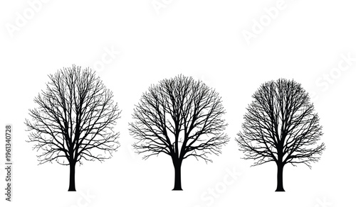 Three bare trees in winter silhouette against a white background