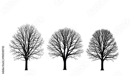 Three bare trees in winter silhouette against a white background