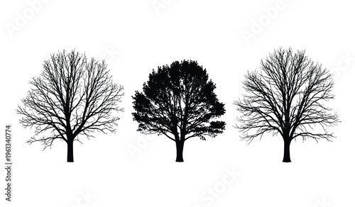 Three bare trees in silhouette against a white background