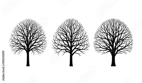 Three bare trees in silhouette on white background