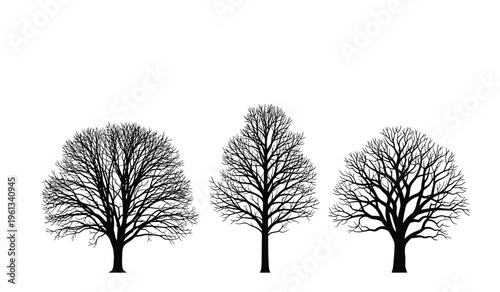 Three bare trees in winter silhouette against a white background