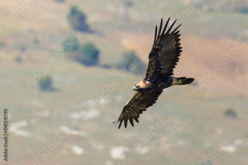 Eastern Imperial Eagle is flying low