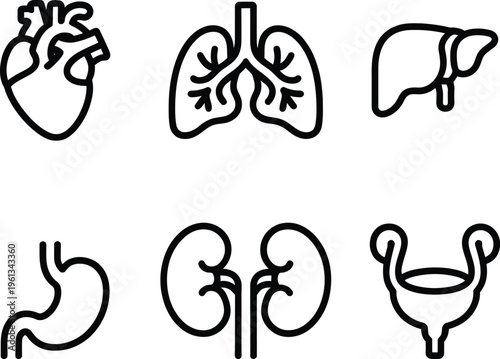 Illustrations of key human organs and their basic anatomical shapes