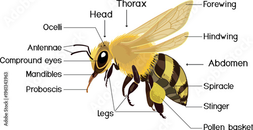 Honey bee anatomy diagram with labels. Detailed vector illustration of insect body parts
