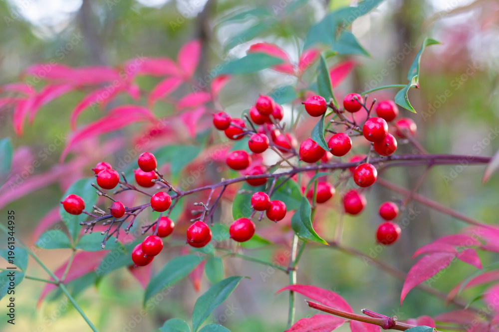 Obraz premium Red ripe berries on a branch in a blurred garden background. Nandina domestica in January. Natural berry red background.