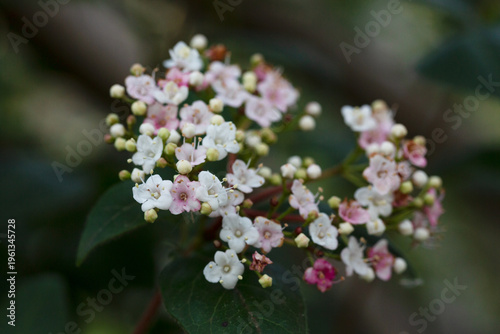 Tinus Compactum viburnum flower. White and pink viburnum flowers and buds on a branch in the garden, close-up. Spring flower background.