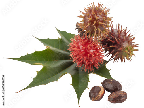 Castor oil plant with red and brown pods leaves seeds isolated on a transparent background