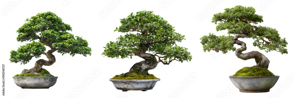 Obraz premium Set of Elegant bonsai tree with fine branching and natural curves transparent png background.Ai generated