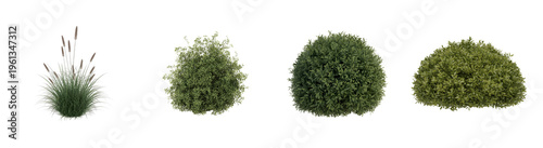 Green garden shrubs and ornamental grass collection, set of 4 realistic landscape plants, isolated boxwood bushes and pampas grass for architectural visualization